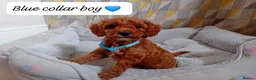 Cavapoo dogs for sale: Cute and cuddly F1B Cavapoos - Advert 13