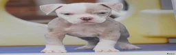 Olde English Bulldogge dogs for sale: DONT LET YOUR DREAMS JUST BE DREAMS  - Advert 8