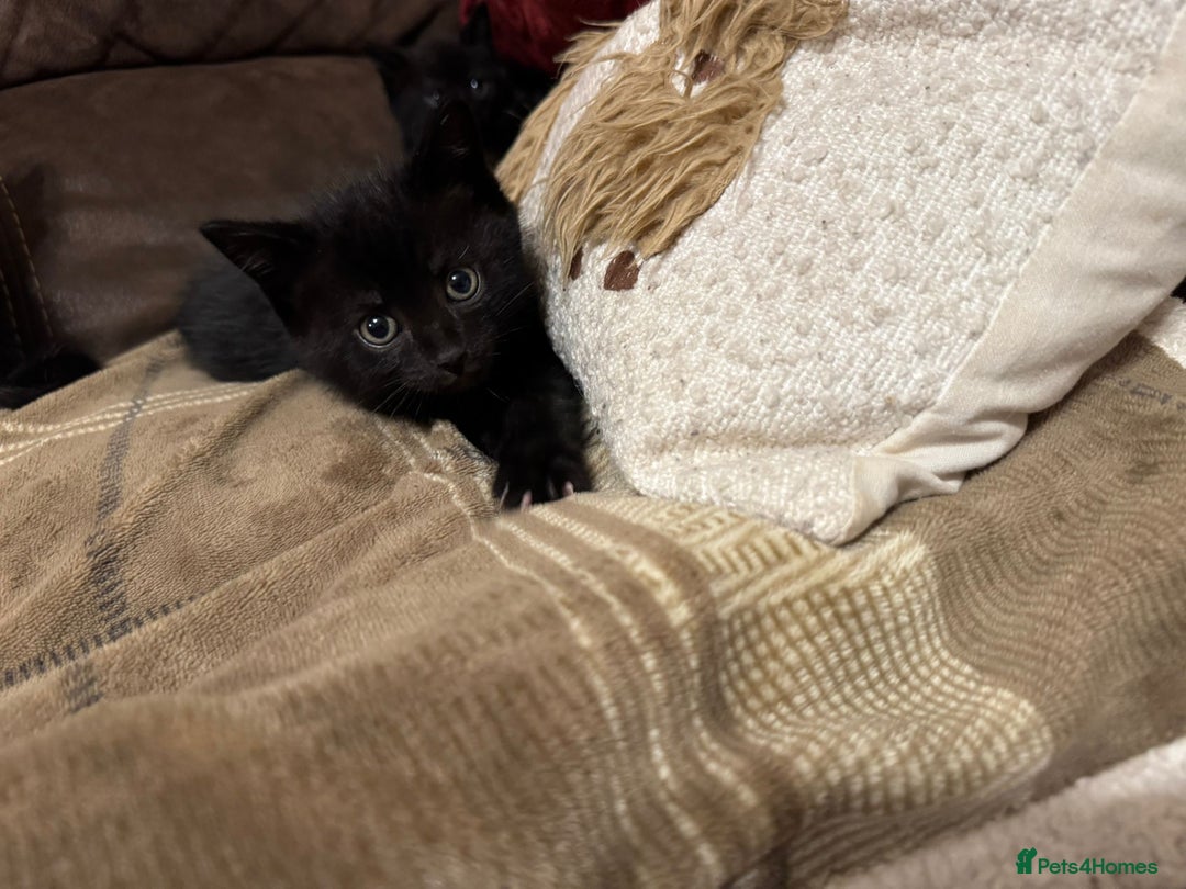 Mixed Breed cats for sale: Kittens for sale - ONLY 2 BLACK MALES REMAINING - Image 8