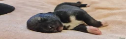 Siberian Husky dogs for sale: Well Socialised Home Raised Husky Puppies in Lincoln - Advert 15