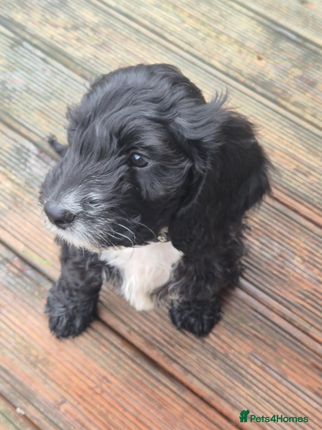 Cockapoo dogs for sale: cockapoo - Advert 3