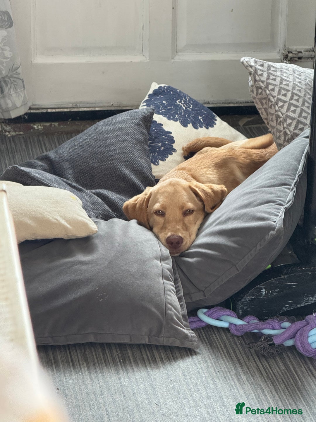 Labrador Retriever dogs for sale: nearly 7 month old labrador girl - Image 19