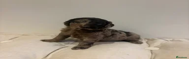 Cockapoo 4