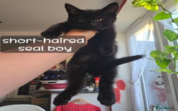 Ragdoll cats for sale: 12 half-Ragdolls (£150-£475) - Image 15