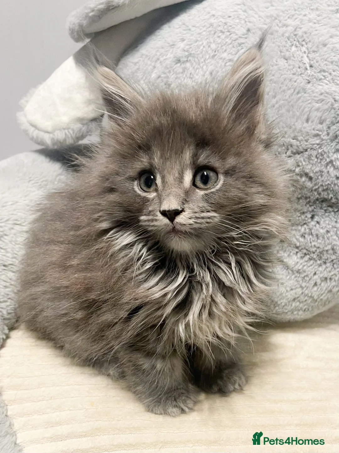 Maine Coon cats for sale: Giant Russian Mainecoons Kittens - Advert 29