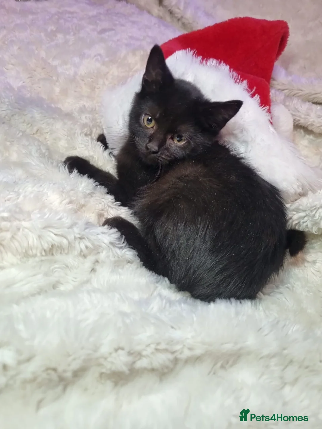 Lykoi cats for sale: Lykoi British short-haired kittens - Advert 9