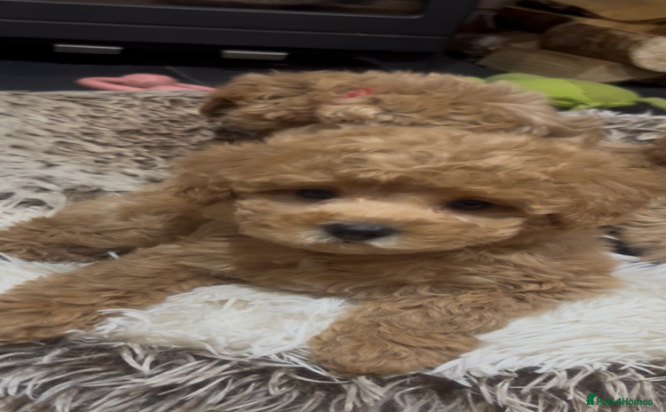 Maltipoo dogs Gorgeous Malshipoo - Advert 2