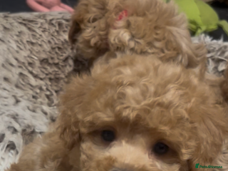 Maltipoo dogs Gorgeous Malshipoo - Advert 8