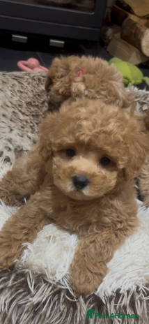 Maltipoo dogs Gorgeous Malshipoo - Advert 2