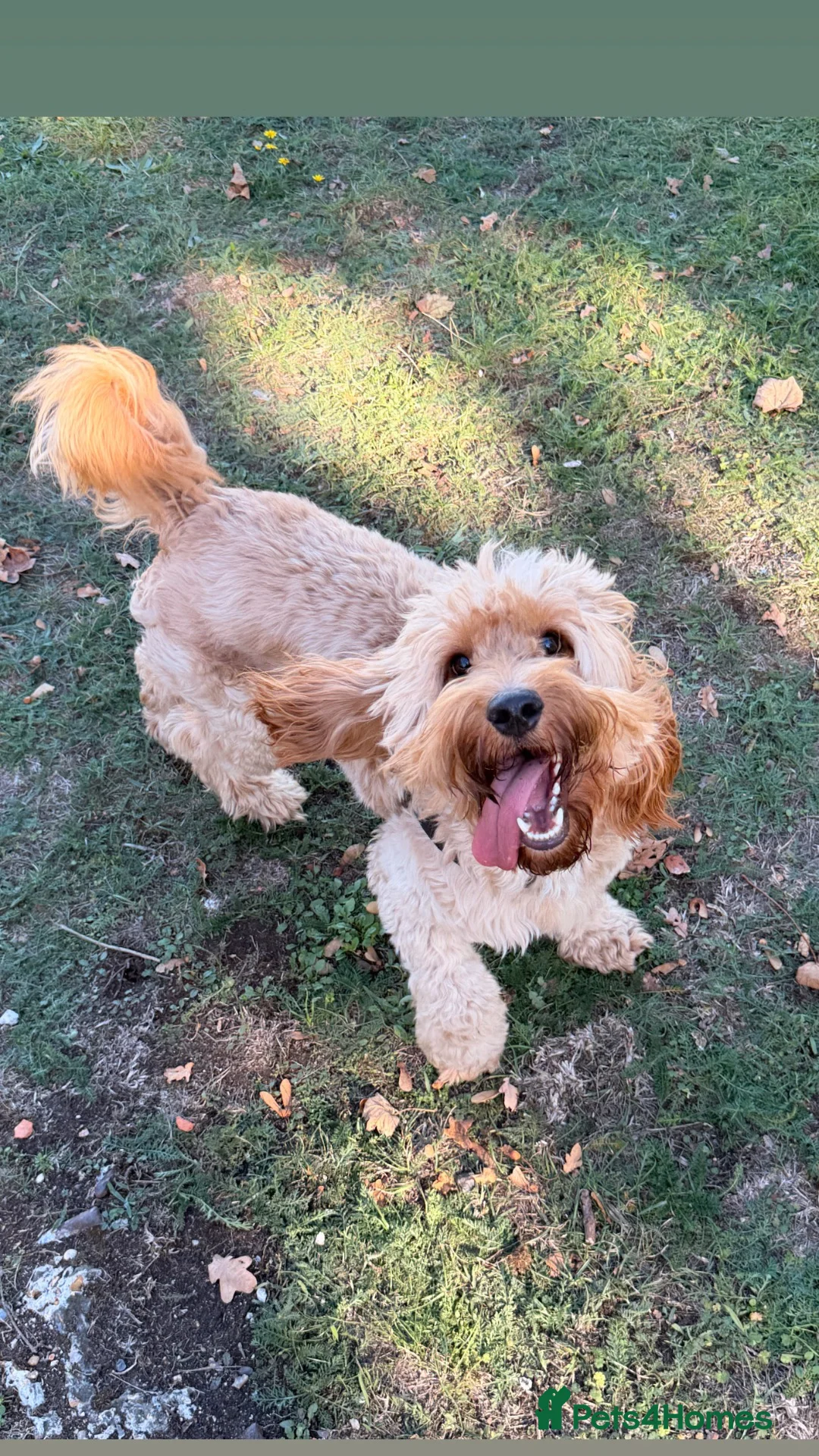 Cockapoo dogs for stud: Beautiful F1 Cockapoo Available for Stud 🐾 in Mitcham - Advert 2