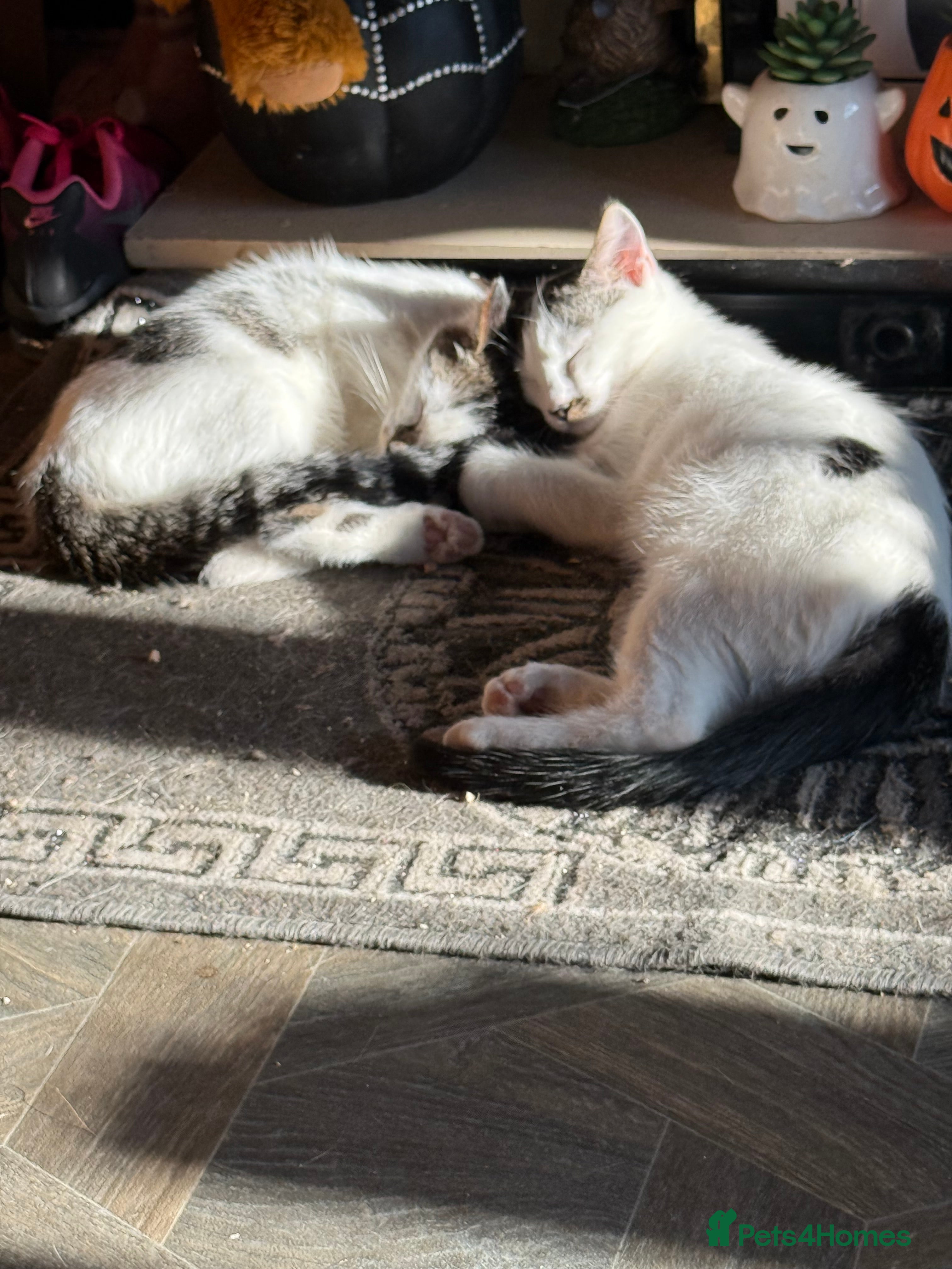 Ragdoll cats Ragdoll cross boys - Advert 1