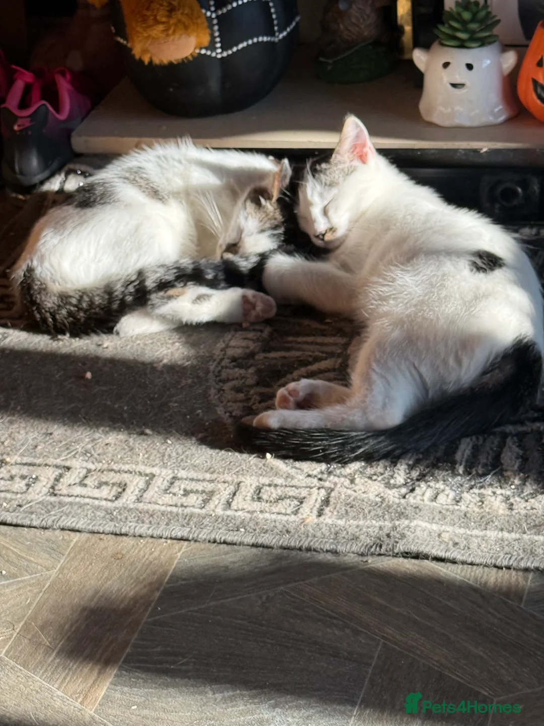 Ragdoll cats for sale: Ragdoll cross boys - Advert 1