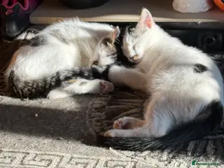 Ragdoll cats Ragdoll cross boys - Advert 1