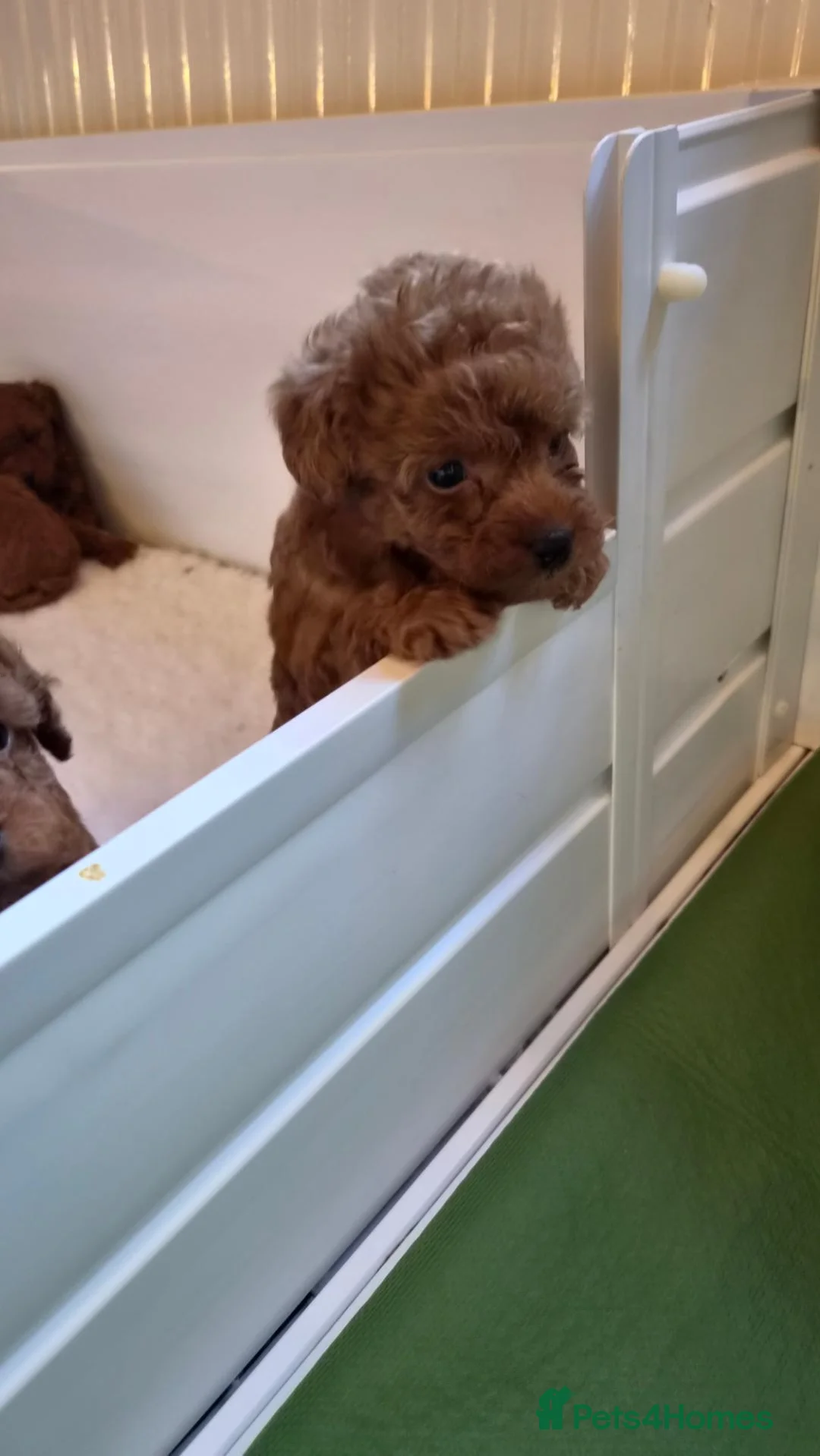 Yorkiepoo dogs for sale: F1B Yorkiepoo Puppies - Miniature Teddy Bears  in Gloucester - Advert 11