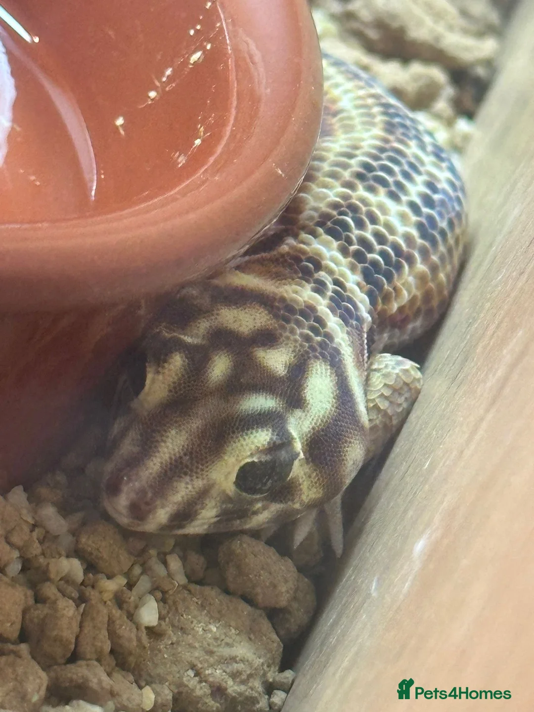 Leopard Gecko reptiles for sale: Persian Wonder Gecko With Full Set Up  - Advert 5