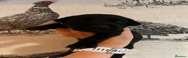 Dobermann 1