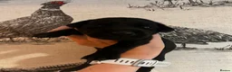 Dobermann dogs for sale: Doberman x - Advert 4