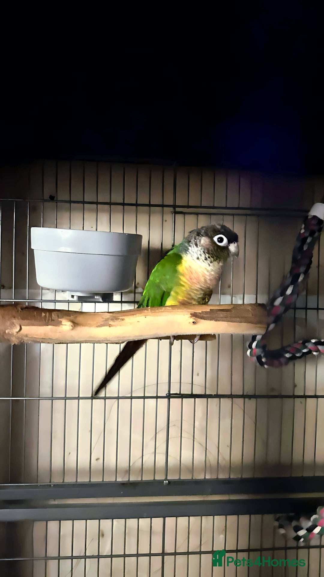 Conures birds for sale: Green check yellow sided conure , with xl cage - Advert 4
