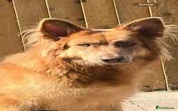 German Shepherd dogs for sale: 🌟READY🌟- KC registered Long Haired GSD pups♥️ - Image 30