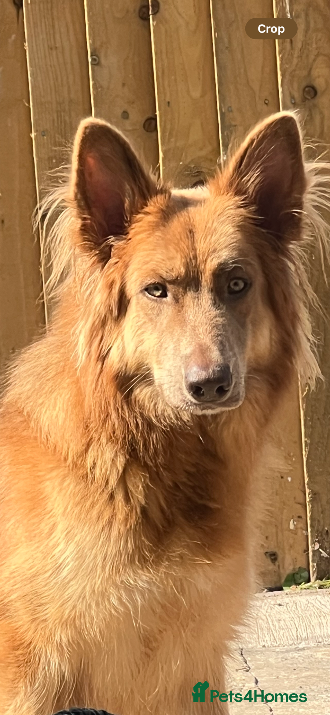German Shepherd dogs for sale: 🌟READY🌟- KC registered Long Haired GSD pups♥️ - Image 30