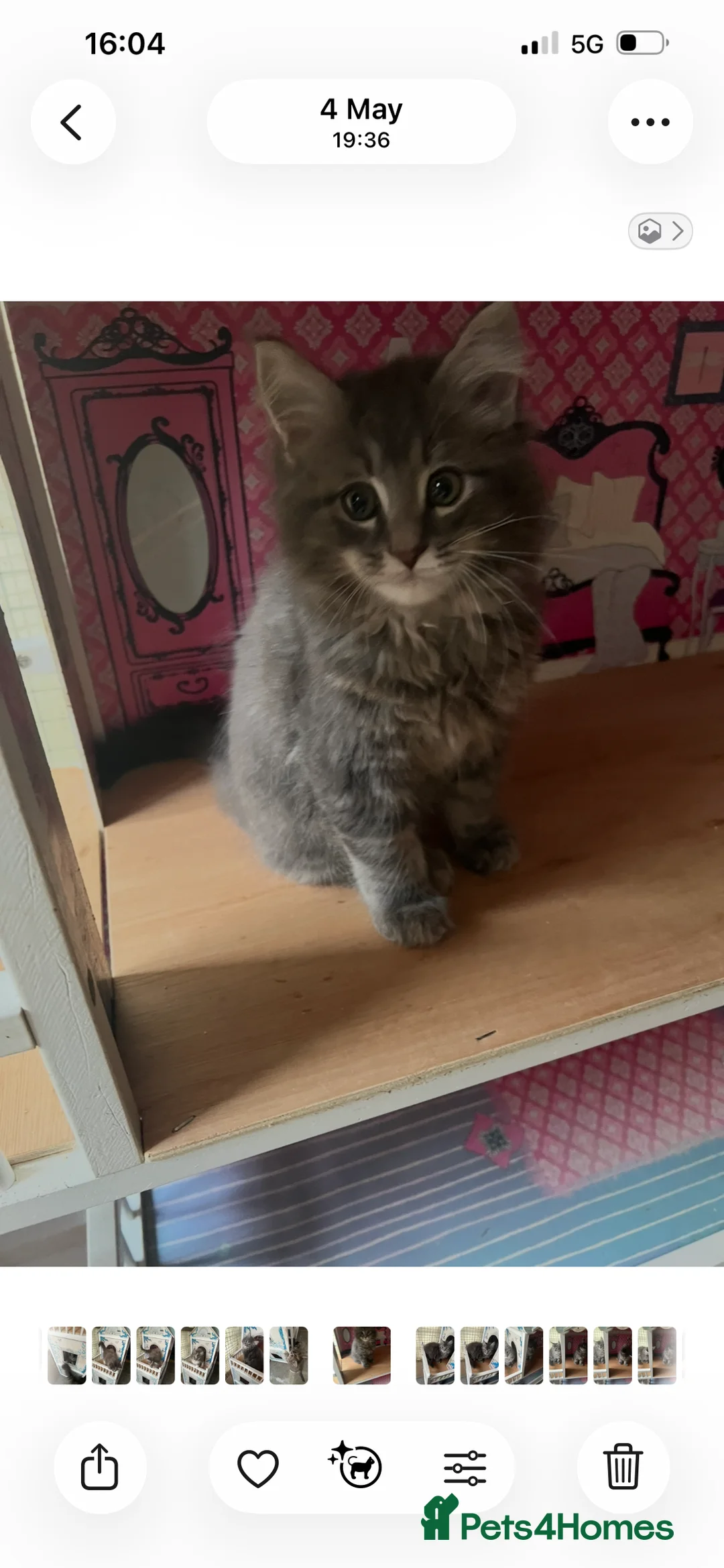 Maine Coon cats for sale: BEAUTIFUL MAINE COON KITTENS - Advert 2