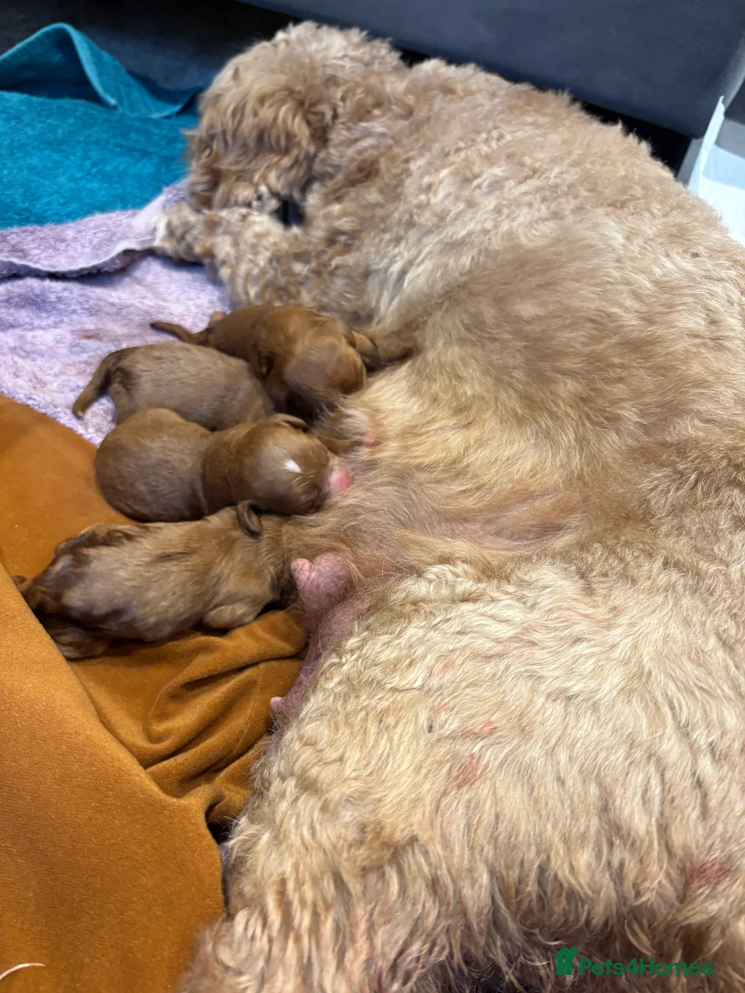 Cavapoo dogs for sale: F1b red Cavapoos puppies  - Advert 3