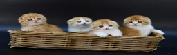 Scottish Fold cats for sale: LICENSED CATTERY PURE BREED TOP QUALITY KITTENS - Advert 13