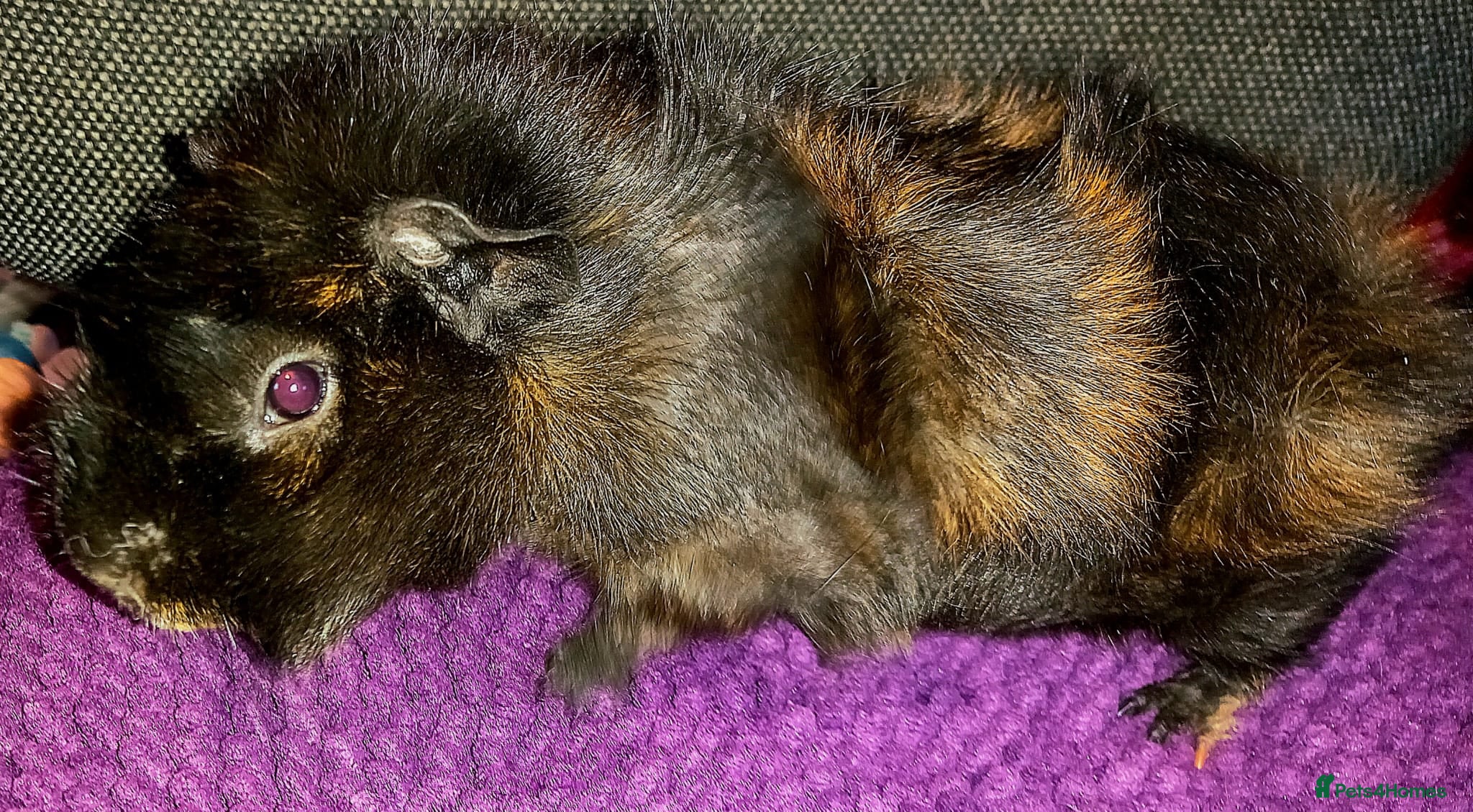 Guinea Pig rodents Gorgeous Baby Guinea Pig - Advert 9