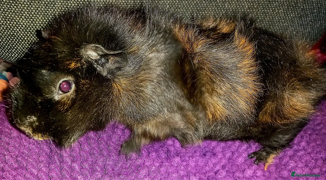 Guinea Pig rodents for sale: Gorgeous Baby Guinea Pig - Advert 1