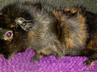 Guinea Pig rodents Gorgeous Baby Guinea Pig - Advert 9