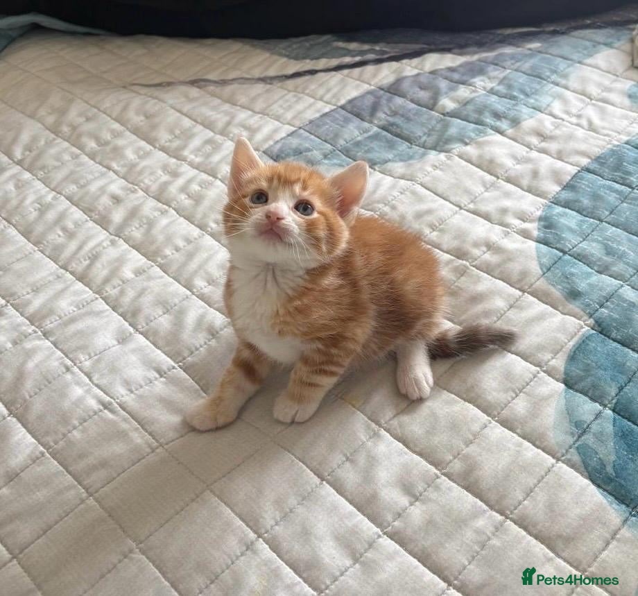 Mixed Breed cats Cute Ginger Kitten – Playful & Friendly - Advert 1