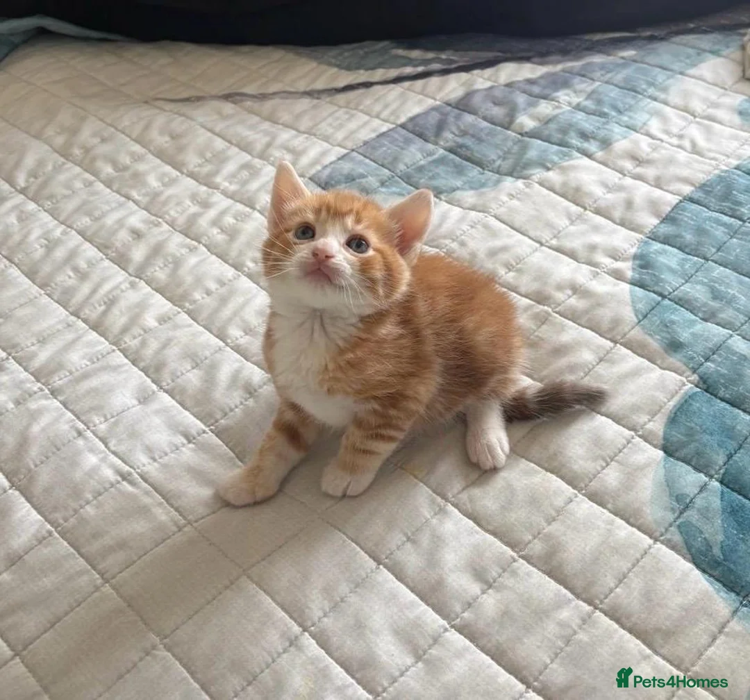 Mixed Breed cats for sale: Cute Ginger Kitten – Playful & Friendly in Reading - Advert 1