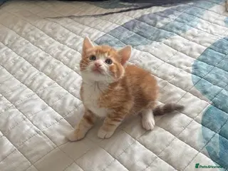 Mixed Breed cats Cute Ginger Kitten – Playful & Friendly - Advert 1