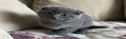 Scottish Fold cats for sale: 🐾  Adorable Scottish Fold Kittens  - Advert 4
