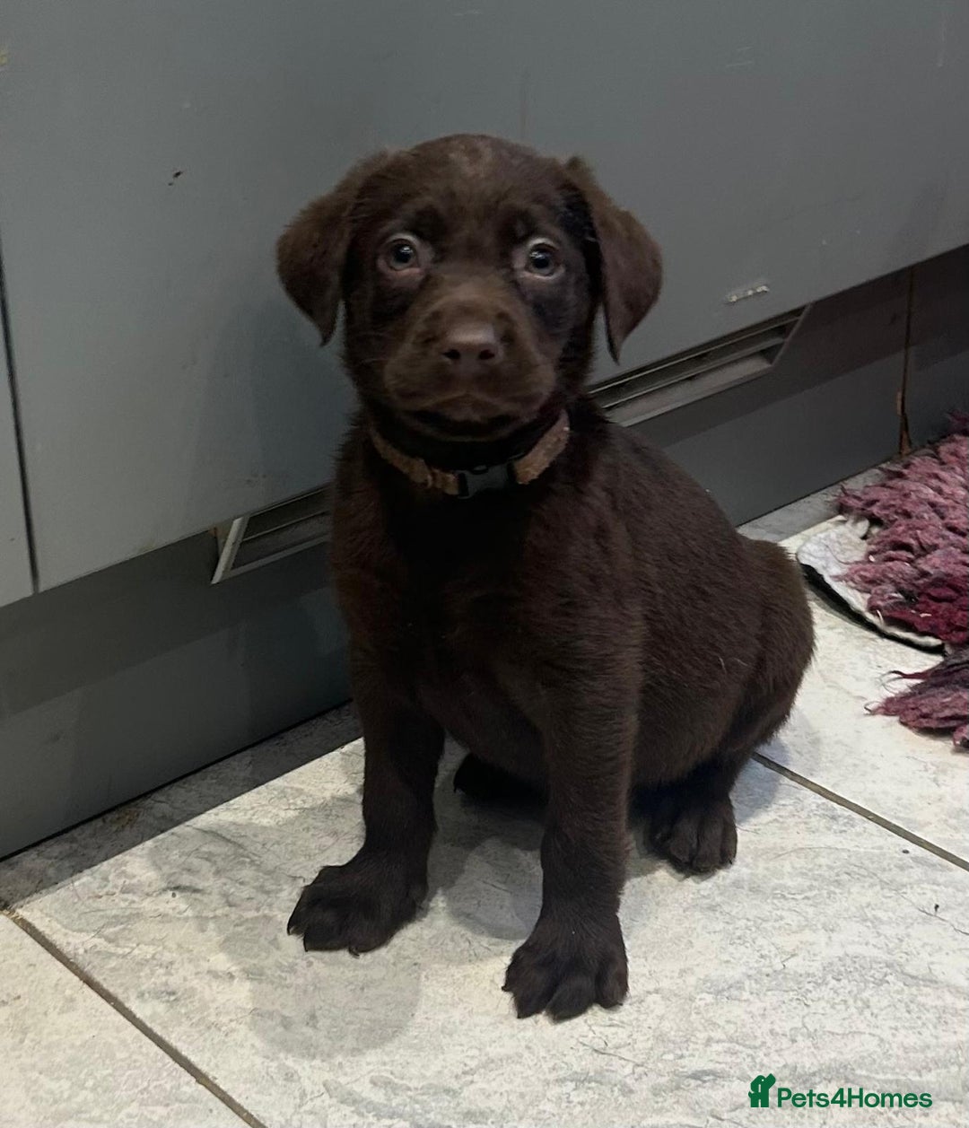 Labrador Retriever dogs for sale: Outstanding litter of Chocolate Labradors  - Advert 18