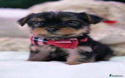Yorkshire Terrier dogs for sale: Yorkshire Terrier Puppies  - Image 11