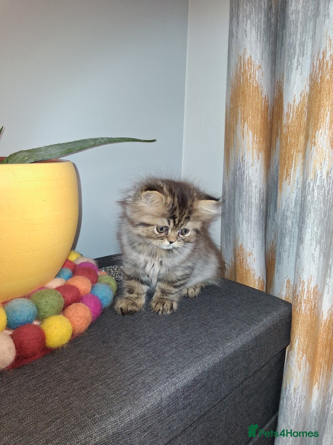 Persian cats for sale: Adorable pure Persian  - Image 10