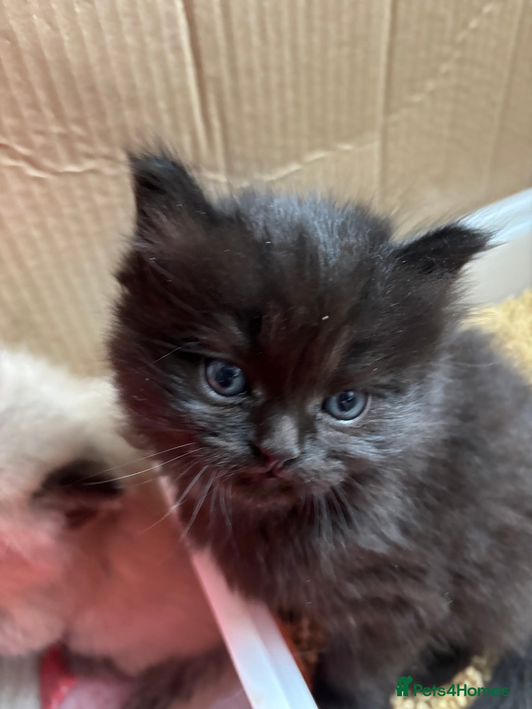 Perdoll cats for sale: Luxury Perdoll Kittens Available To Reserve  - Image 16