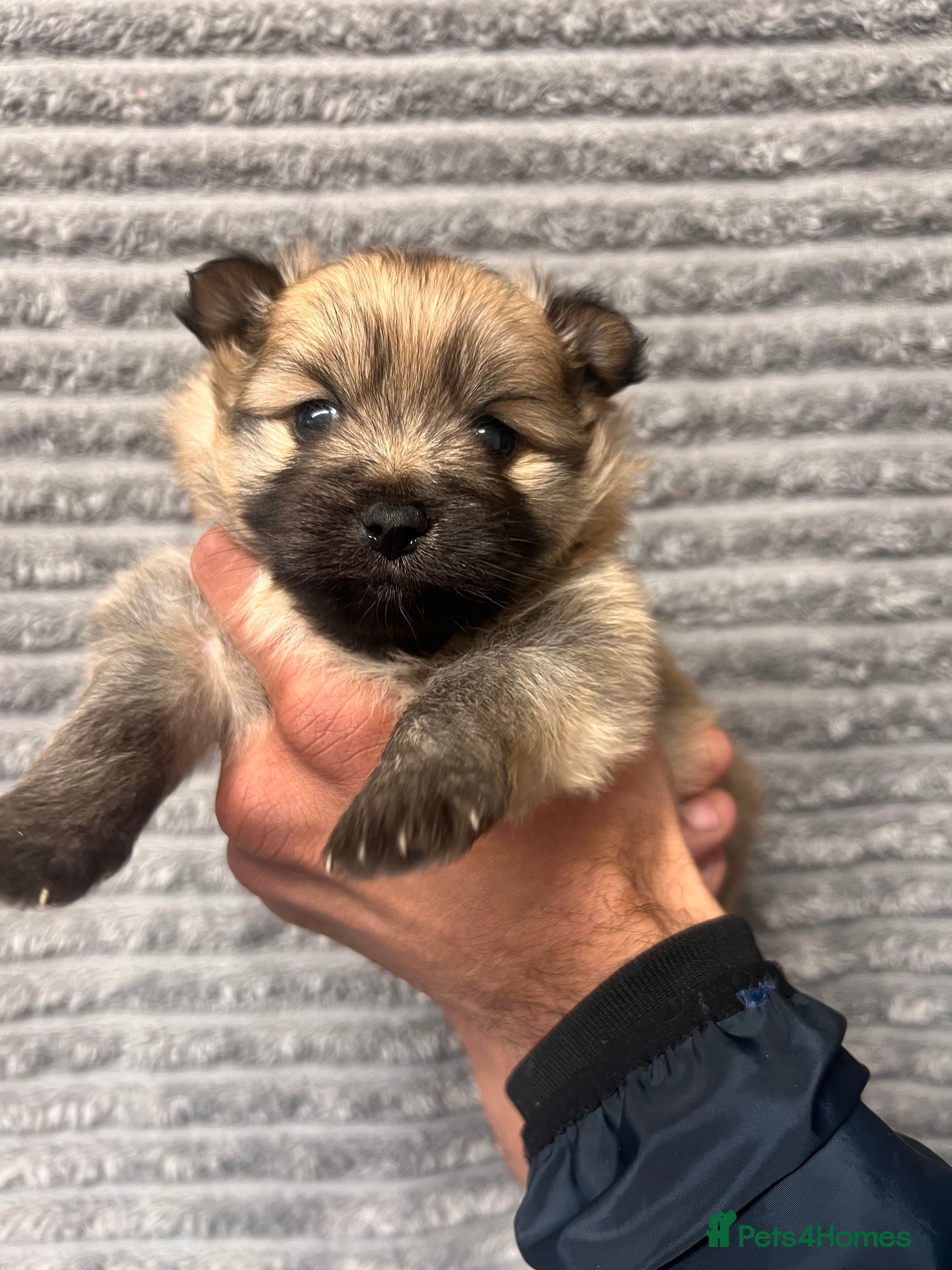 Pomeranian dogs Pomeranian Puppies - Advert 1