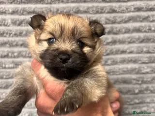 Pomeranian dogs Pomeranian Puppies - Advert 1