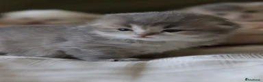 Scottish Fold Kitten 4