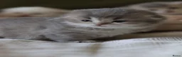 Scottish Fold cats for sale: Scottish fold - Advert 25