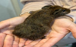 Guinea Pig rodents for sale: Baby guinea pigs for sale - Image 20
