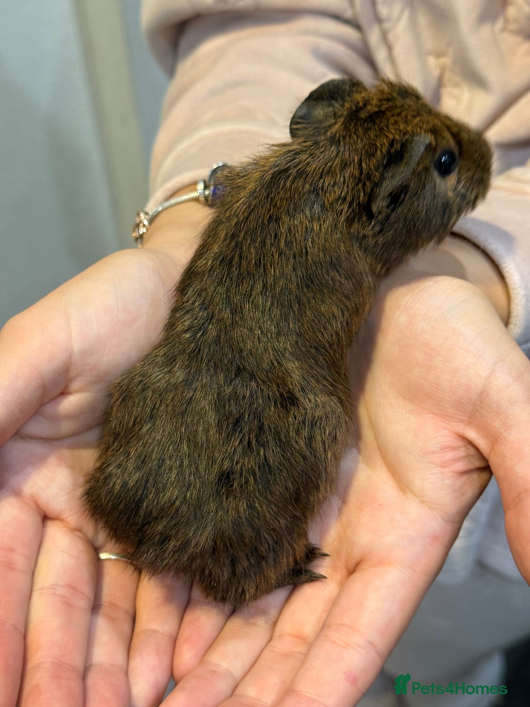 Guinea Pig rodents for sale: Baby guinea pigs for sale - Image 20