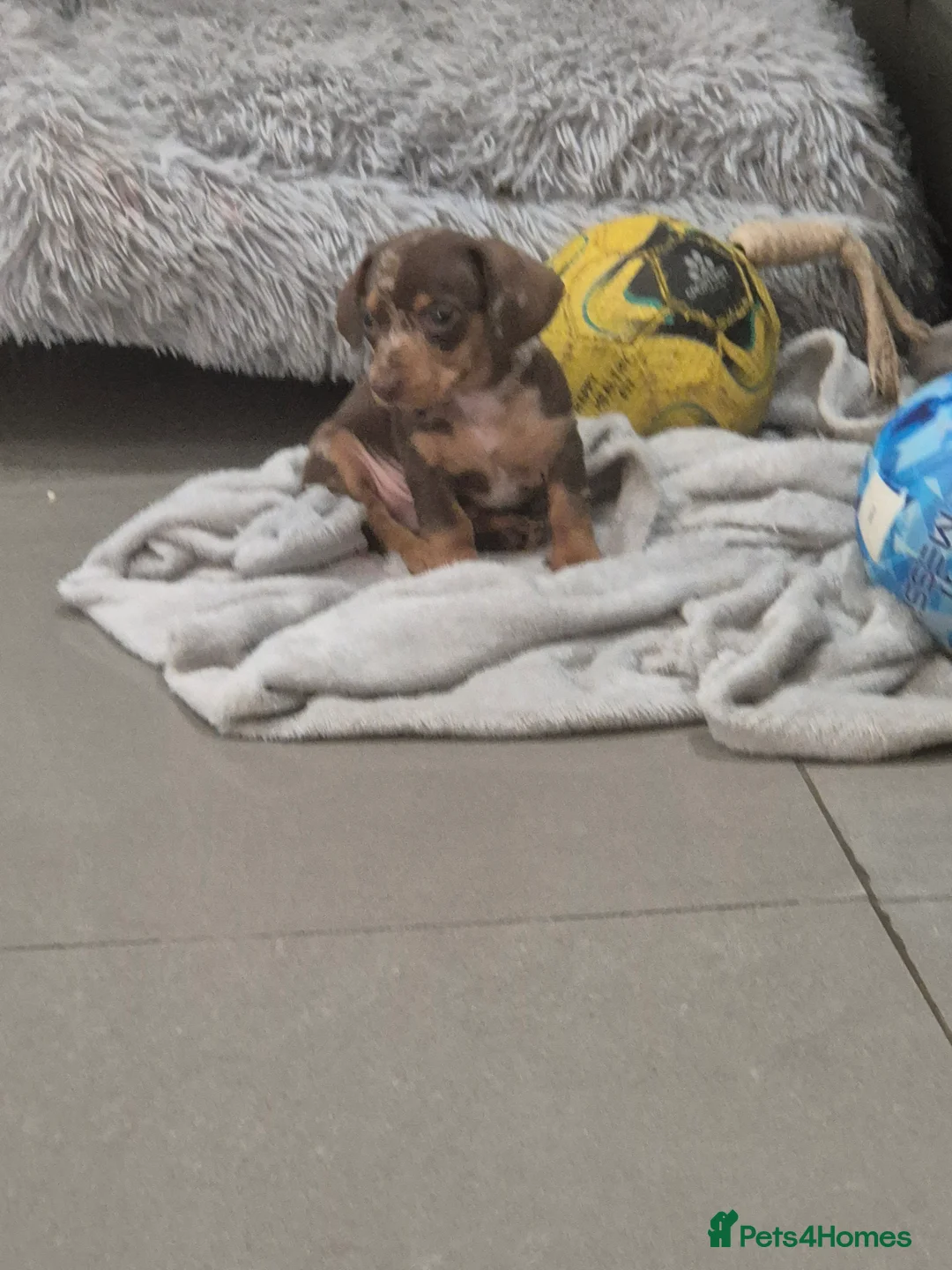 Miniature Dachshund dogs for sale: KC Dachshund Boys - Ready Now - Advert 14