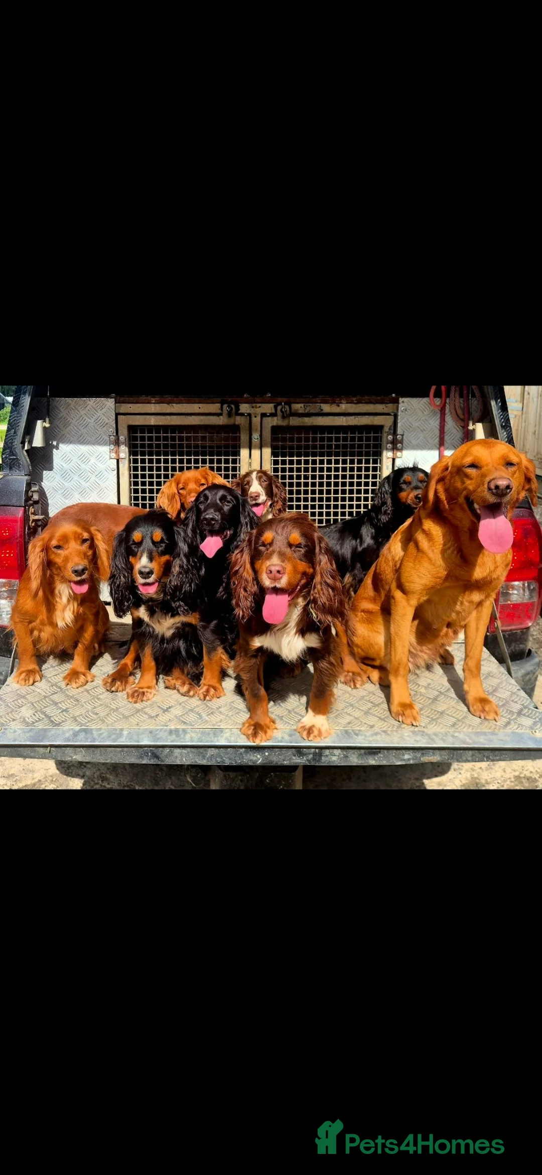 Cocker Spaniel dogs for sale: Kc registered working cockers - Advert 22