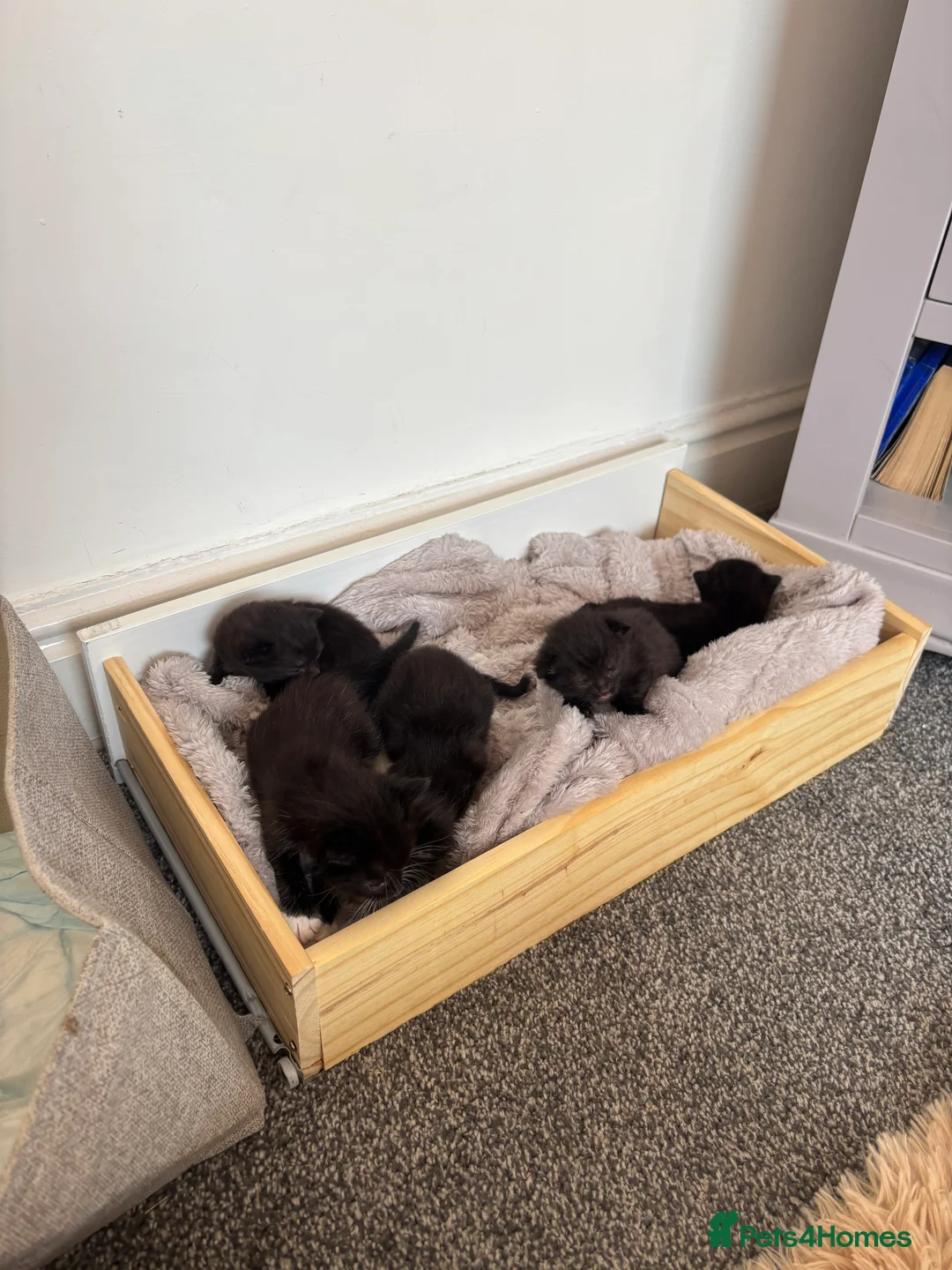 Mixed Breed cats for sale: 6 weeks old  - Advert 5
