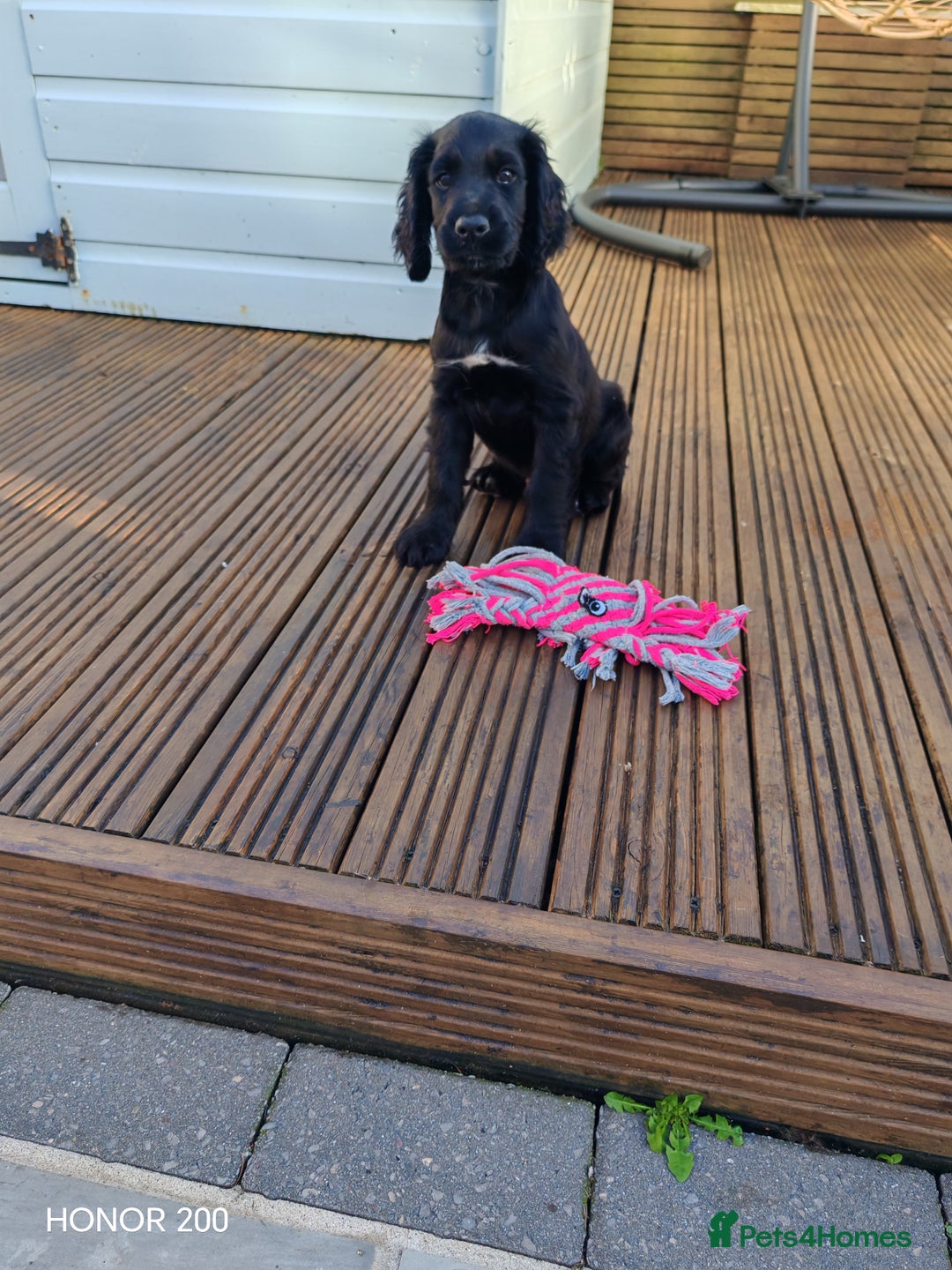 Cocker Spaniel dogs for sale: Cocker Spaniel Puppies For Sale - Image 3