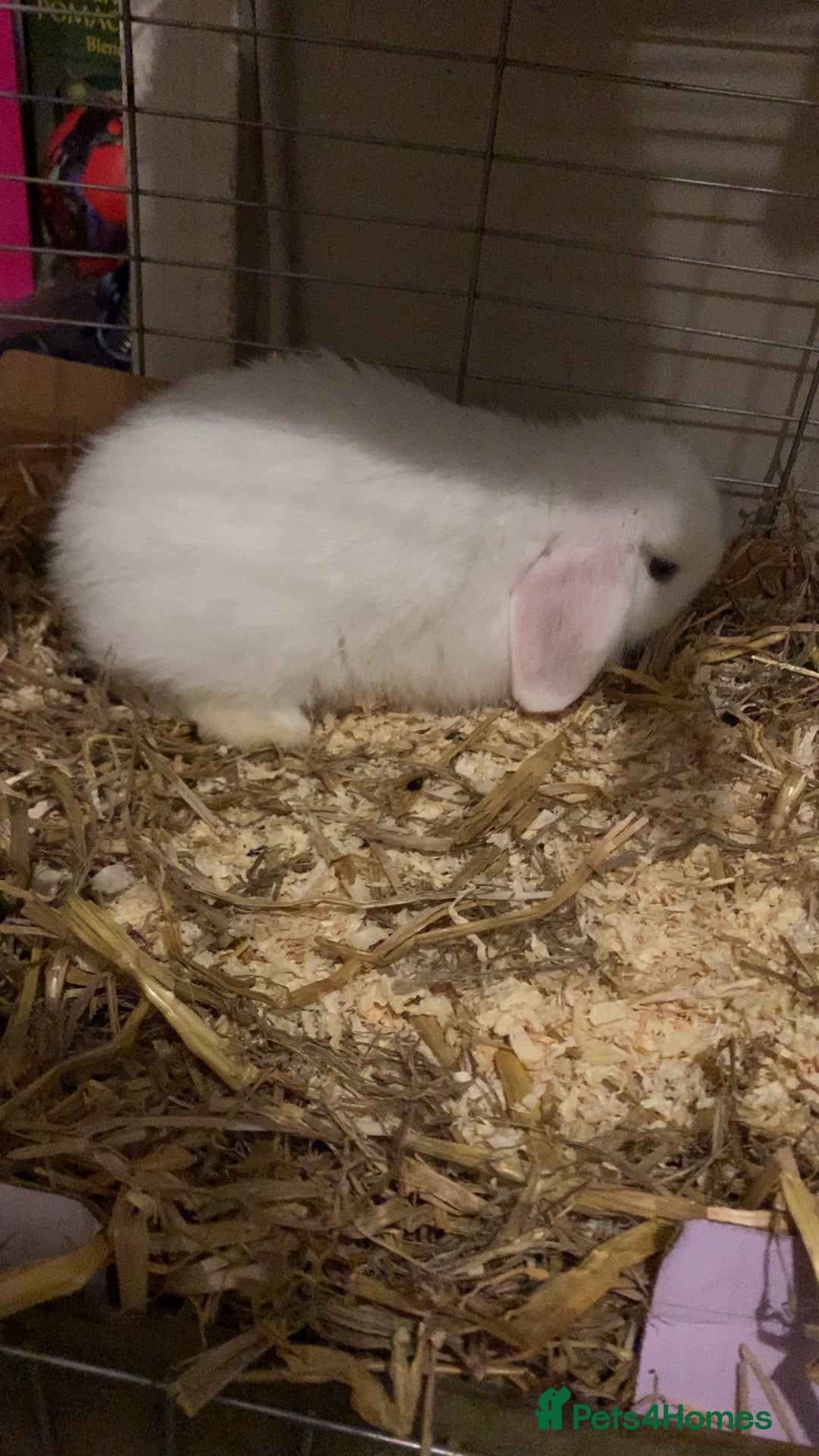 Mini Lop rabbits for sale: Beautiful blue eyed mini lop   - Image 2