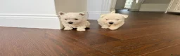 West Highland Terrier dogs for sale: Champion Bloodline, KC reg Puppies in Newark - Advert 7